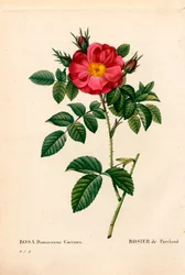 Portland-Rose, Rosa portlandica, Portland-Rose