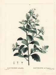 Östliche Baccharis, Baccharis halimifolia. Handkolorierter Stich von Miss Brenet nach einer Illustration von Pierre-Joseph Redouté aus Henri Louis Duhamel du Moncels „Traité des Arbres et Arbustes“, Paris