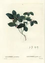 Östliche Teebeere, Scheinbeere oder Scharlachbeere, Gaultheria procumbens. Handkolorierter Stich von Tassaert nach einer Illustration von Pierre-Joseph Redouté aus Henri Louis Duhamel du Moncels „Traité des Arbres et Arbustes“, Paris