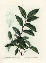 Fetterbush, Andromeda axillaris. Handkolorierte Punktstichgravur von Moret nach einer Illustration von Pierre-Joseph Redouté aus Henri Louis Duhamel du Moncels „Traité des Arbres et Arbustes“, Paris