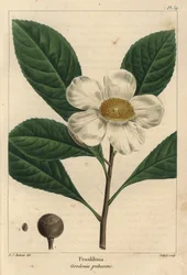 Frankliniabaum, Gordonia pubescens (Gravur)