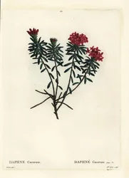 Girlandenblume Rosengold-Daphne, Daphne cneorum. Handkolorierte Punktstichgravur von Miss Rolet nach einer Illustration von Pierre-Joseph Redouté aus Henri Louis Duhamel du Moncels „Traité des Arbres et Arbustes“, Paris