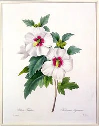 Hibiscus syriacus, graviert von Bessin, aus 