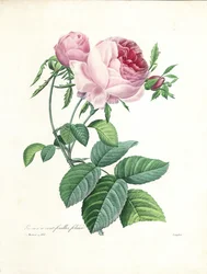 Hundertblättrige Rose, graviert von Langlois, aus 