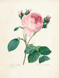 Hundertblättrige Rose, aus 
