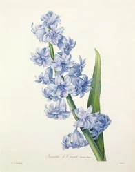 Hyacinthus orientalis (Gartenhyazinthe), gestochen von Victor, aus „Choix des Plus Belles Fleurs“, 1827