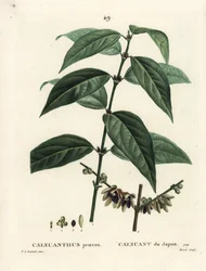 Winterblüte, Chimonanthus praecox. Handkolorierter Stich von Moret nach einer Illustration von Pierre-Joseph Redouté aus Henri Louis Duhamel du Monceau