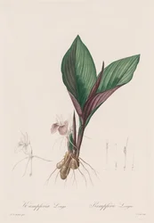 Die Liliengewächse: Kaempferia longa