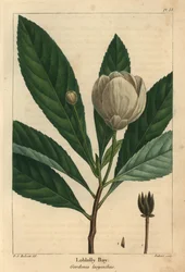Loblolly-Bucht, Gordonia lasyanthus