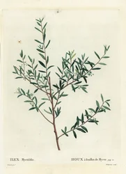 Myrten-Stechpalme oder Myrten-Dahoon, Ilex myrtifolia