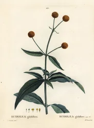 Orangenkugelbaum oder Orangenkugel-Buddleja, Buddleja globosa