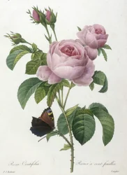 Rosa Centifolia, Rosier a cent feuilles, aus Choix Des Plus Belle Fleurs et des Plus Beaux Fruits, 1827