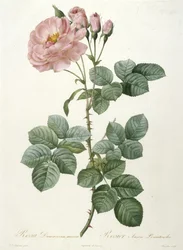 Rosa Damascena aurora, Rosenstrauch Aurore Poniatowska, aus „La Couronne des Roses“, 1817-1824