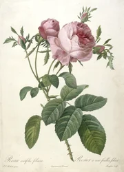 Rosa centifolia foliacea, Rosier a cent feuilles, foliace, aus Les Roses, 1817-24