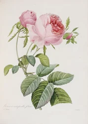 Rose, graviert von Eustache Hyacinthe Langlois