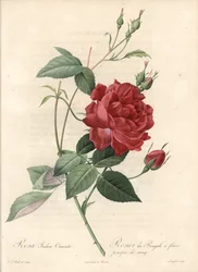 Rosier de Chine. Radierung von Langlois, nach einer Illustration von Pierre Joseph Redoute (1759-1840), aus Les Roses
