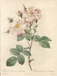 Rosier de Damascus, Varietät York und Lancaster - Radierung von Bessin, nach einer Illustration von Pierre Joseph Redoute, aus Les Roses