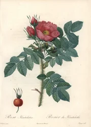 Raue Rose oder Kamtschatka-Rose - Radierung von Chapuy, nach einer Illustration von Pierre Joseph Redoute (1759-1840), aus Les Roses.
