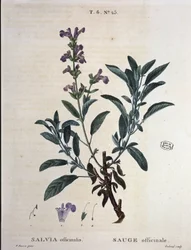 Salbei officinale - in "Nouveau Duhamel ou traité des arbres et arbustes que le crove en France", Zeichnungen von P.J. Redouté und P. Bessa, Paris