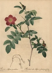 Alpenrose, Rosa pendulina