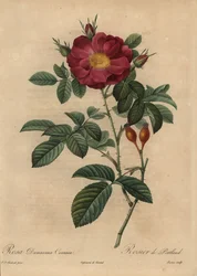 Scharlachrote Damastrose