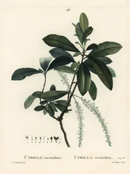 Sumpf-Cyrilla, Cyrilla racemiflora