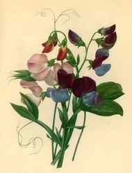 Duftwicken: Lathyrus odoratus, 1827, 1946