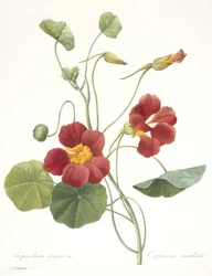 Tropaeolum majus (Kapuzinerkresse), 1827