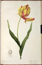 Tulipa gesneriana dracontia, aus 