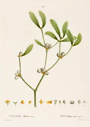 Mistel, ca. 1800-1830