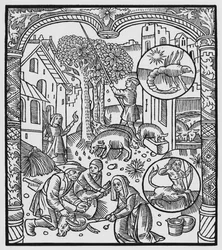 November, Schweineschlachtung und Eichelernte, Skorpion, Illustration aus dem 