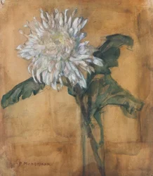 Chrysantheme