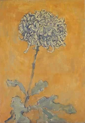 Chrysantheme