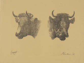 Zwei Stierköpfe