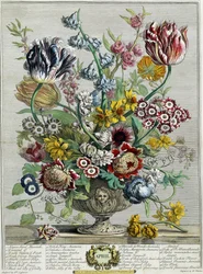 April, aus "Zwölf Monate der Blumen", 1730