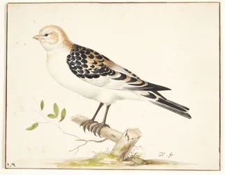 Ein Schneesperling (Plectrophenax nivalis)