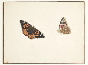 Zwei Studien einer Distelfalter (Vanessa cardui L.)