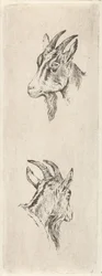 Ziegenkopf