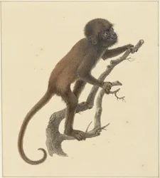 Äffchen