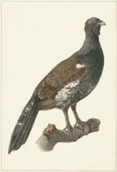 Auerhahn