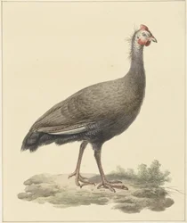 Helmperlhuhn
