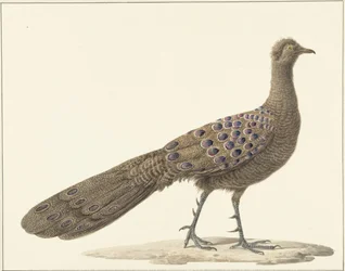 Spiegelpfau