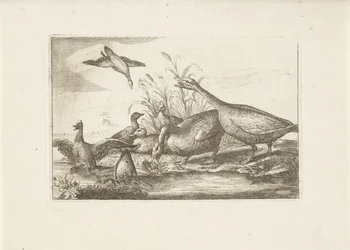 Enten und Gänse