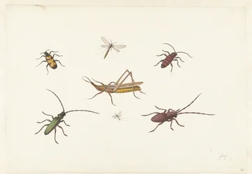 Blatt mit sieben verschiedenen Insekten
