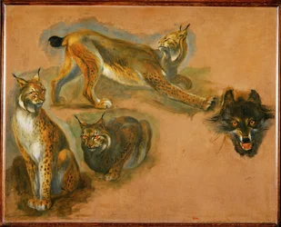 Ein Luchs, Kopf eines Wolfes