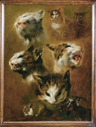 Kopf einer Katze, eines Kaninchens, einer Ziege