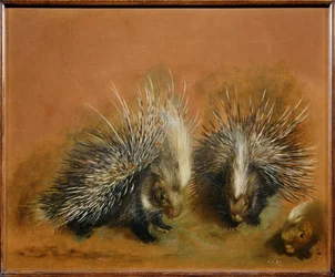Stachelschwein