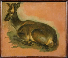 Hirsch, liegend