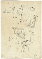 Studien von Hunden