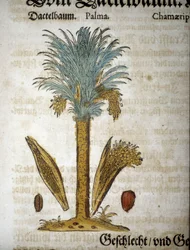 Botanische Tafel: Dattelpalme - in „Herbarium Mattioli“